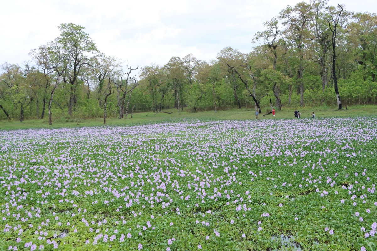 तस्बिरः रासस